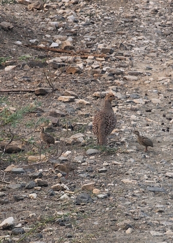 Grey Francolin