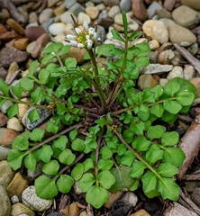 Cardamine hirsuta