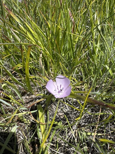 Calochortus uniflorus, photograph 4