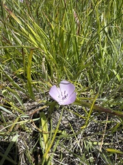 Calochortus uniflorus, photograph (c) Rob Santry, some rights reserved (CC BY)