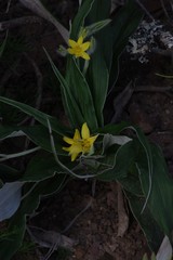 Hypoxis stellipilis