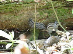 Funambulus pennantii