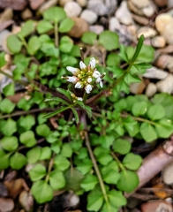Cardamine hirsuta