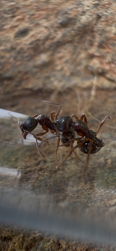 Aphaenogaster epirotes