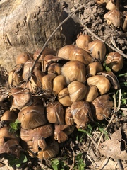 Coprinellus micaceus