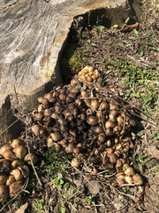 Coprinellus micaceus