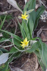 Hypoxis stellipilis