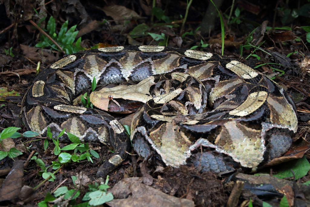 Gaboon viper