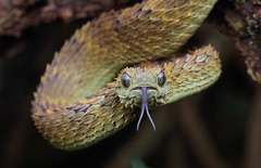 African Hairy Bush Viper photo 3