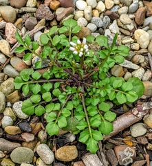 Cardamine hirsuta