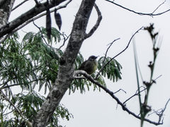 Torreornis inexpectata
