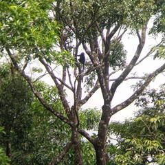 Semnopithecus johnii