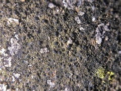 Scoliciosporum umbrinum