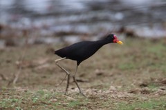 Jacana jacana hypomelaena