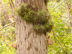 Tillandsia ionantha