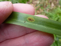 Uromyces hyacinthi