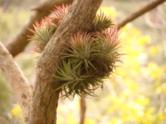 Tillandsia ionantha