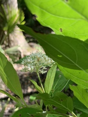 Cornus foemina image