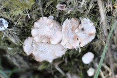 Poronia punctata