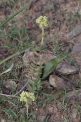Crassula mesembryanthoides mesembryanthoides