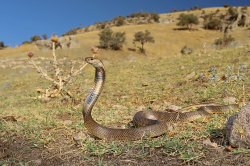 Photo of a Central Asian Cobra (Naja oxiana)