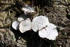 Poronia punctata