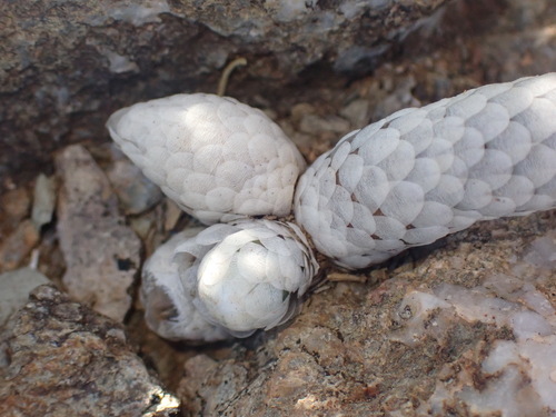 Avonia papyracea