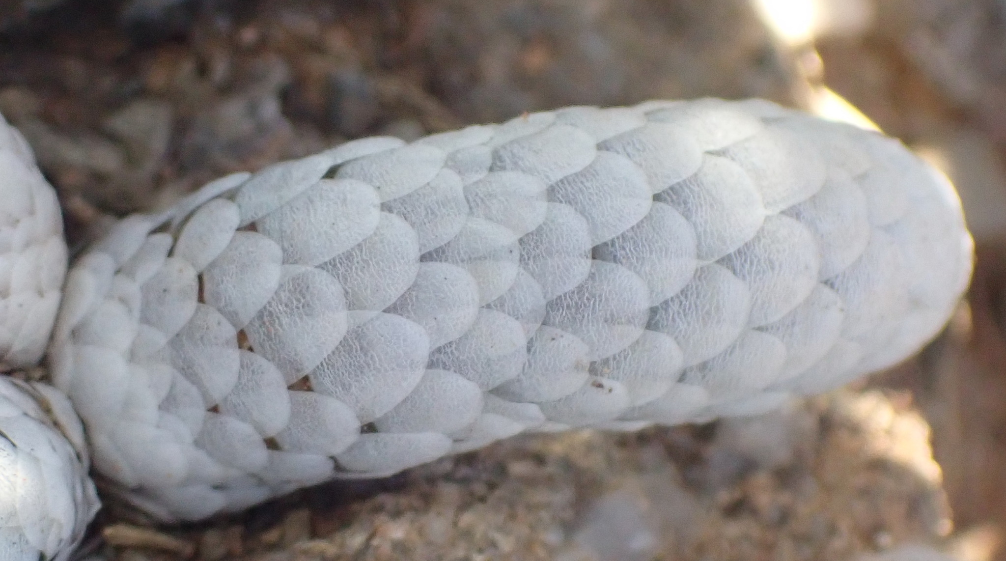 Avonia papyracea