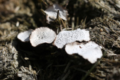 Poronia punctata