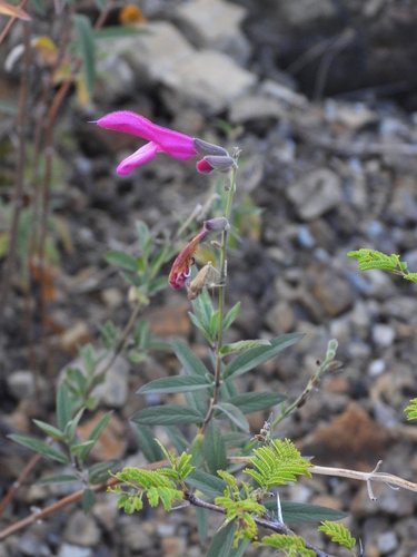 Salvia orbignaei