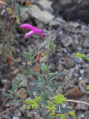 Salvia orbignaei, photograph author not stated, no rights reserved