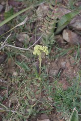 Crassula mesembryanthoides mesembryanthoides