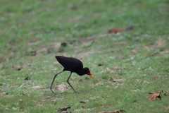 Jacana jacana hypomelaena