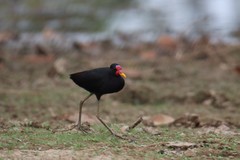 Jacana jacana hypomelaena