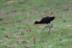 Jacana jacana hypomelaena