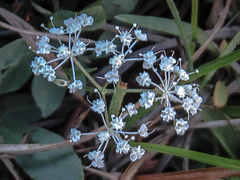 Perideridia parishii