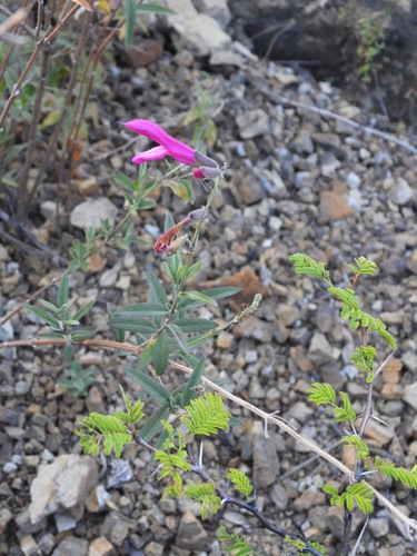 Salvia orbignaei, photograph 2