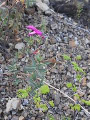 Salvia orbignaei, photograph author not stated, no rights reserved