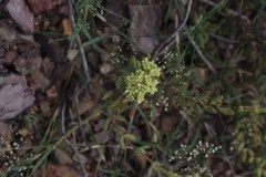 Crassula mesembryanthoides mesembryanthoides