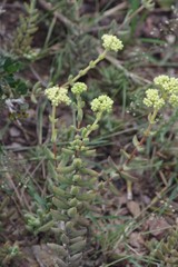 Crassula mesembryanthoides mesembryanthoides