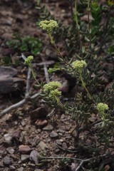Crassula mesembryanthoides mesembryanthoides