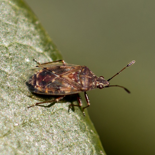 Birch Catkin Bug