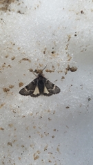 Leucobrephos brephoides