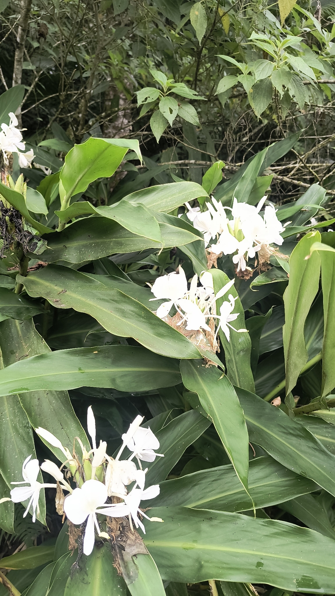 Hedychium coronarium