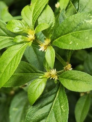 Alternanthera bettzickiana