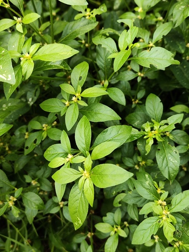 Alternanthera bettzickiana, photograph 2