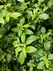 Alternanthera bettzickiana, photograph (c) Silvia Ten, some rights reserved (CC BY)