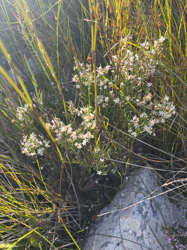 Thamnea teres (Thamnea teres)