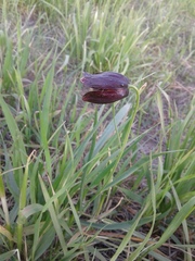 Fritillaria meleagroides