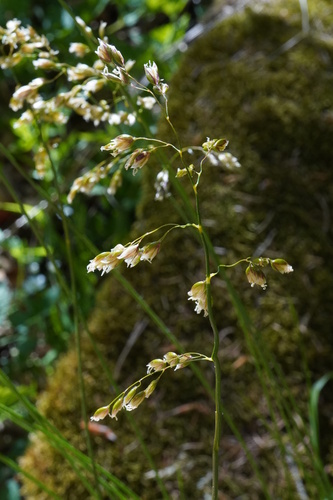 Anthoxanthum australe, photograph 4